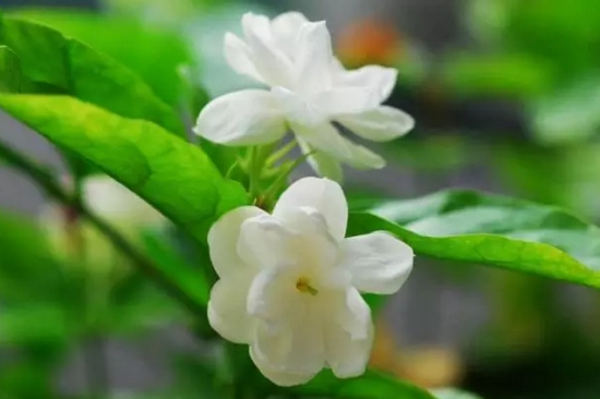 茉莉