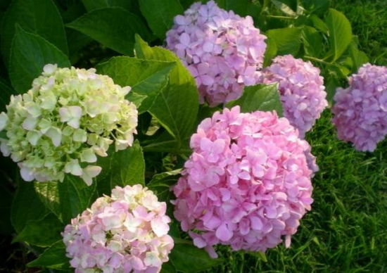 绣球花