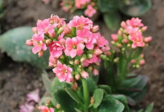 长寿花