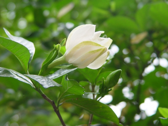 栀子花冬季养殖方法