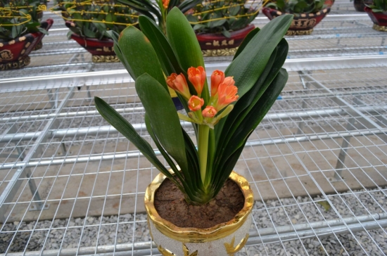 君子兰夏天怎么养