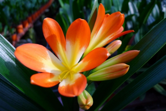 君子兰夏天怎么养