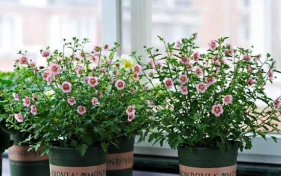 这些植物温度越高它们长得越浪