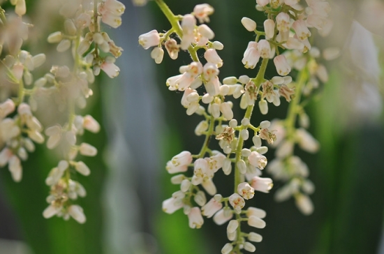 香椿花