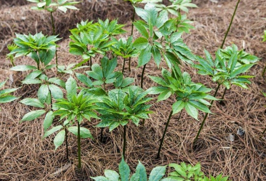 田七的种植技术