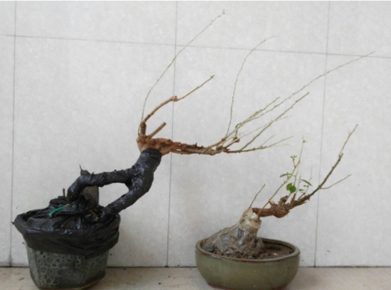 枸杞盆景如何制作