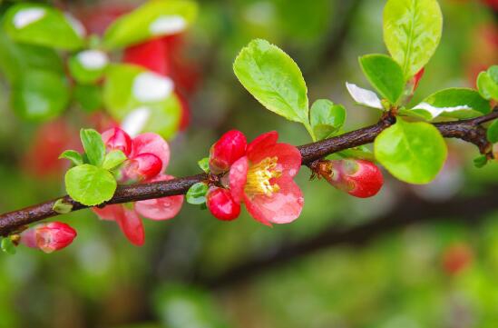 海棠花什么时候开，农历3月到5月/一年只开一次花