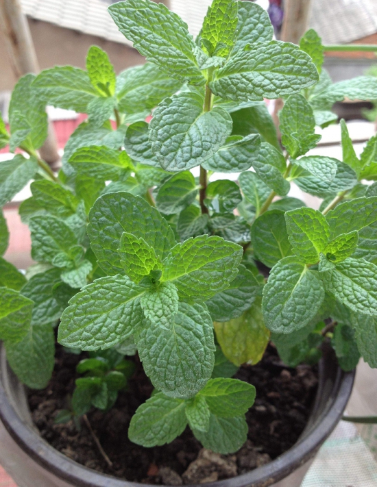薄荷盆栽