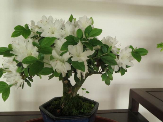 杜鹃花怎么爆盆，六个小妙招让你拥有反复爆盆杜鹃花