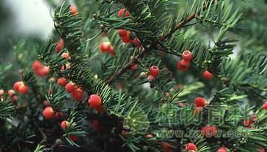 喜马拉雅红豆杉