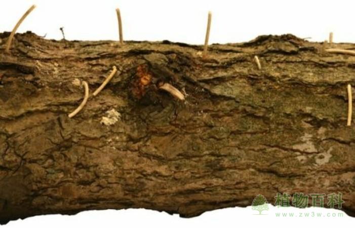 树木与真菌相互依恋之谜