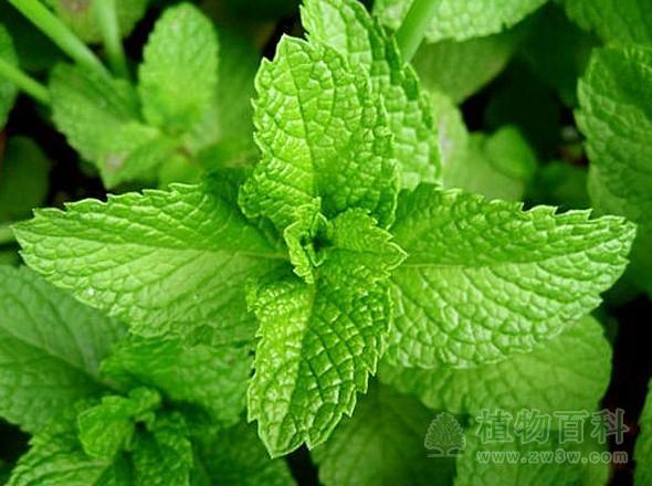 薄荷