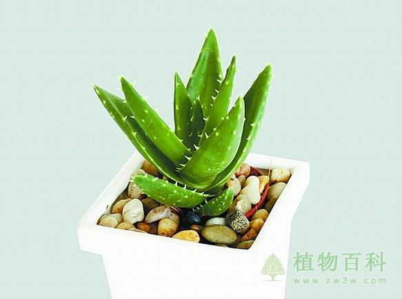 芦荟怎样施肥？