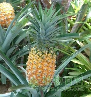 菠萝和凤梨是同一种水果吗？