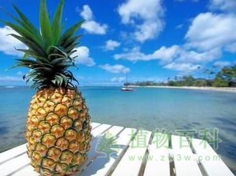 菠萝和凤梨是同一种水果吗？