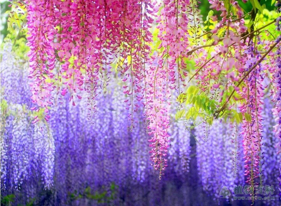 最大的开花植物