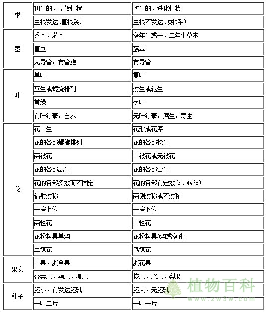 被子植物分类的依据及演化规律