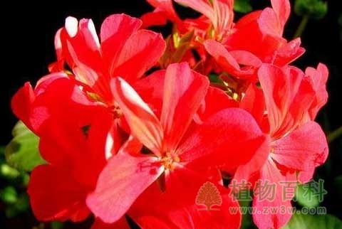 植物的矿质营养