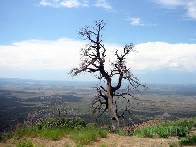 为什么说“树怕剥皮”