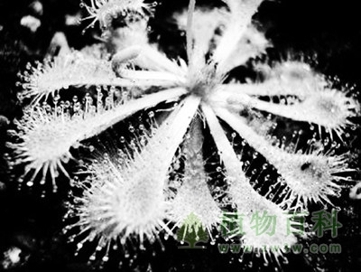 植物生理学名词解释3