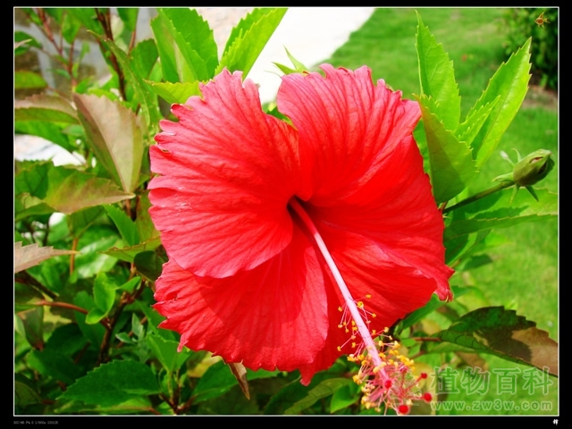 植物为什么要进行人工授粉