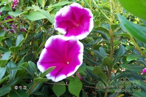 牵牛花