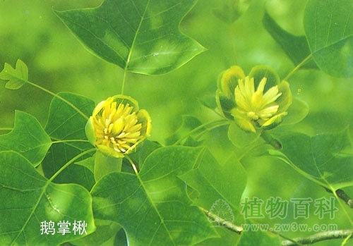 高贵的木本花――景观优美