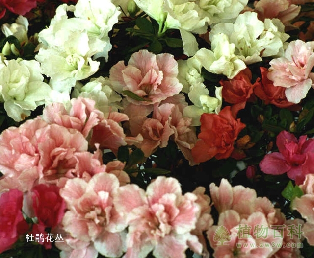 高贵的木本花――景观优美