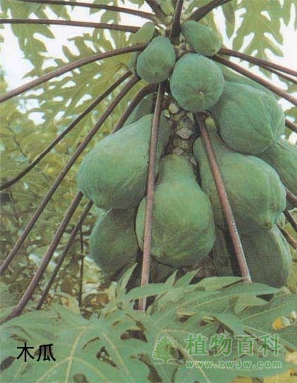 丰硕的木本果实