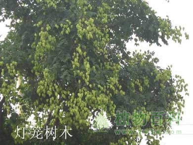 灯笼树木