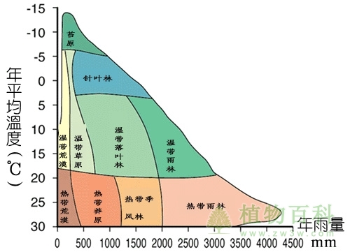 热带雨林的消失