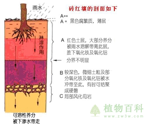 热带雨林里的土壤