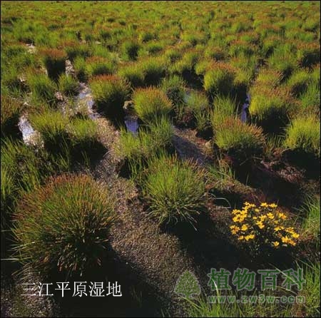 中国最美六大沼泽湿地