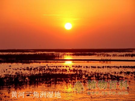 中国最美六大沼泽湿地