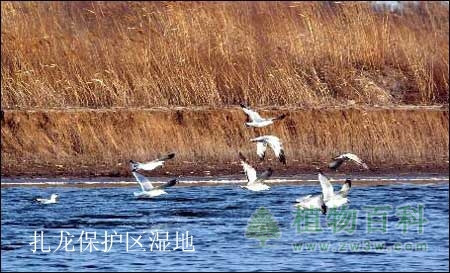 中国最美六大沼泽湿地