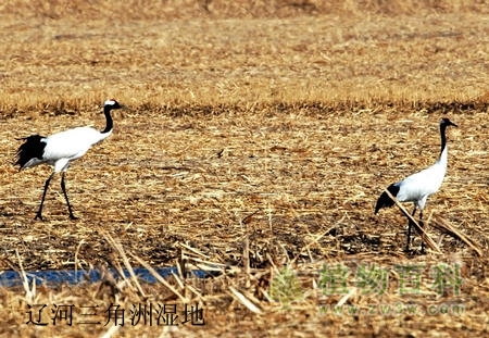 中国最美六大沼泽湿地