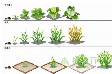 植物需水的关键期