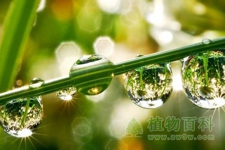 什么是蒸腾作用