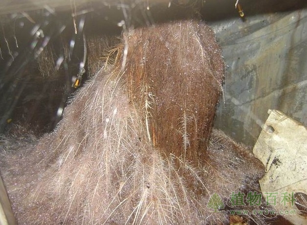 影响根系吸水的条件