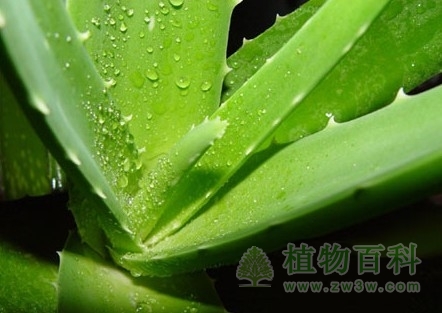 植物吸水的原理