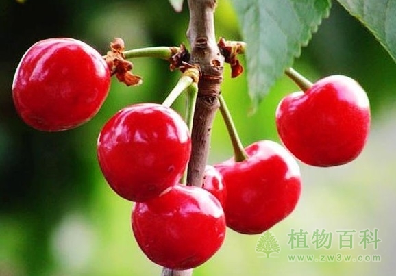 生物技术是获取植物次生代谢产物的新途径