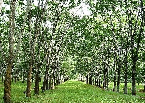 橡胶树