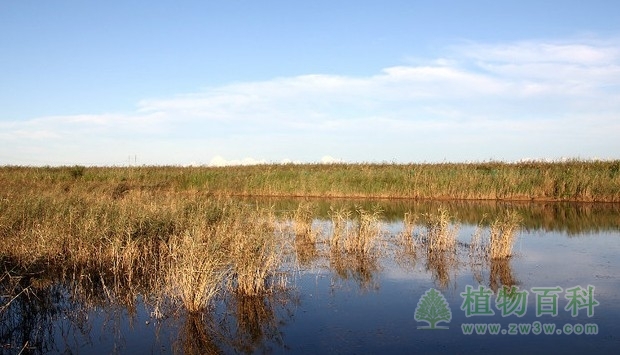 什么是生态系统