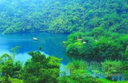 亚热带常绿阔叶林