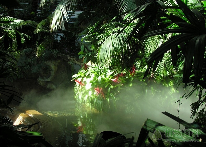 我国的热带雨林