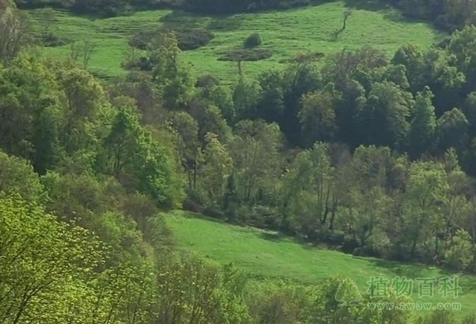 人工环境对植物的影响