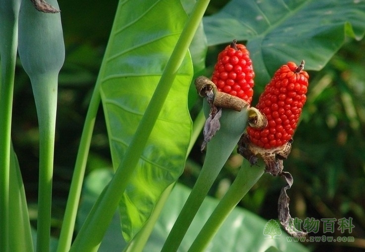 生态因子的分类