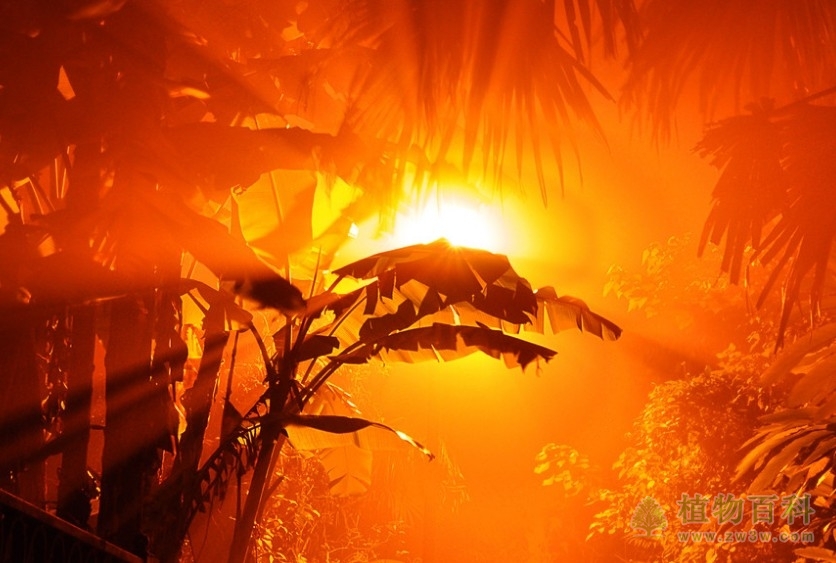 植物对光因子的生态影响