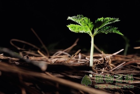 植物生长环境概述