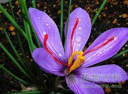 植物生长与水分